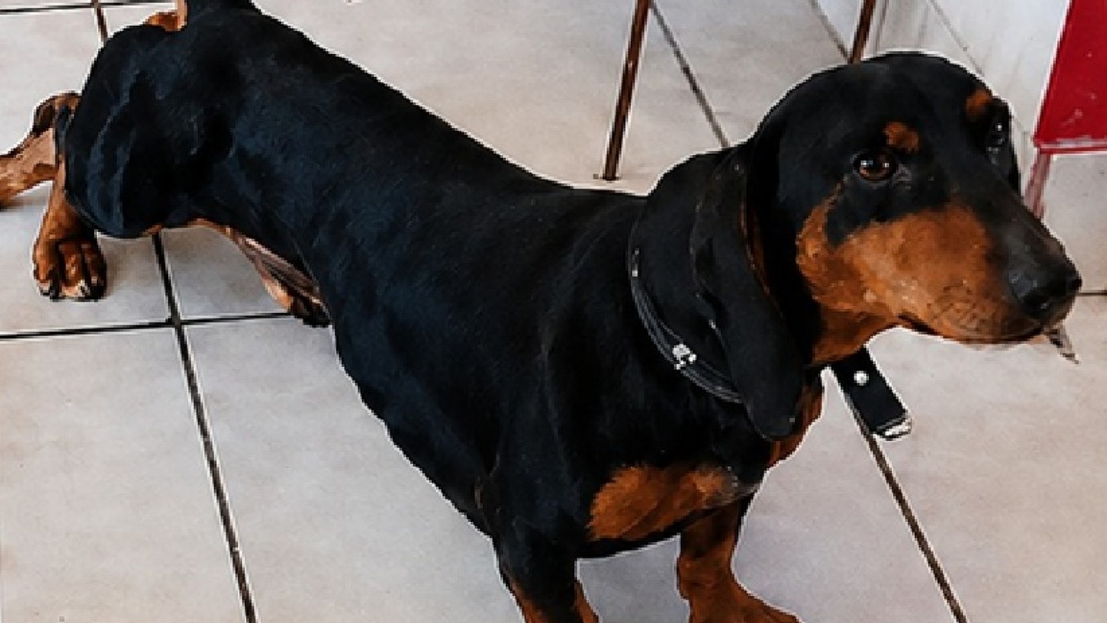 Búsqueda en Trelew: ofrecen $100.000 de recompensa por un perro salchicha