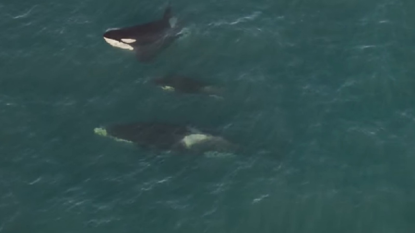Registraron a una orca trasladando a su cría muerta en Península Valdés