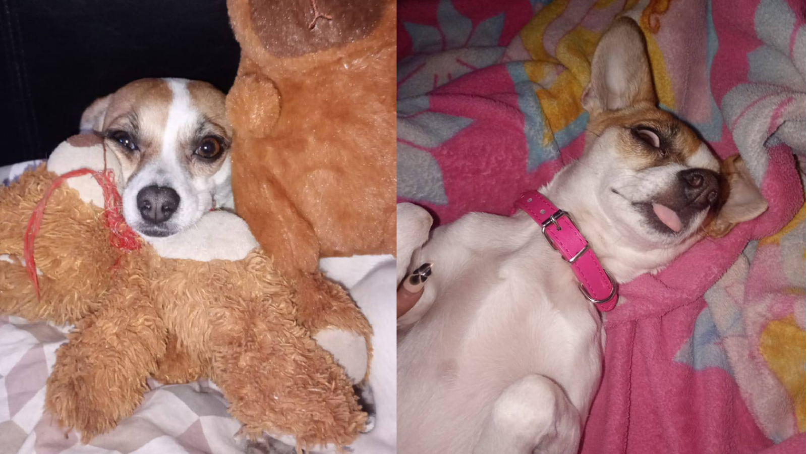 Mía: una perrita desapareció en la zona de Planta de Gas