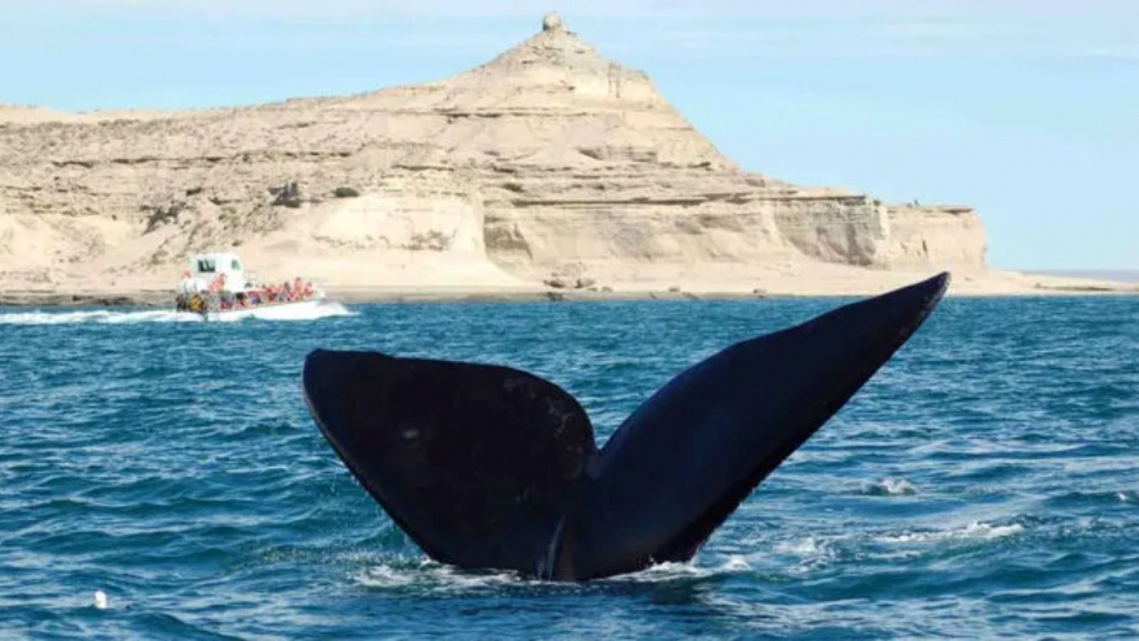 Sastre: "Estamos listos para una gran temporada de ballenas"