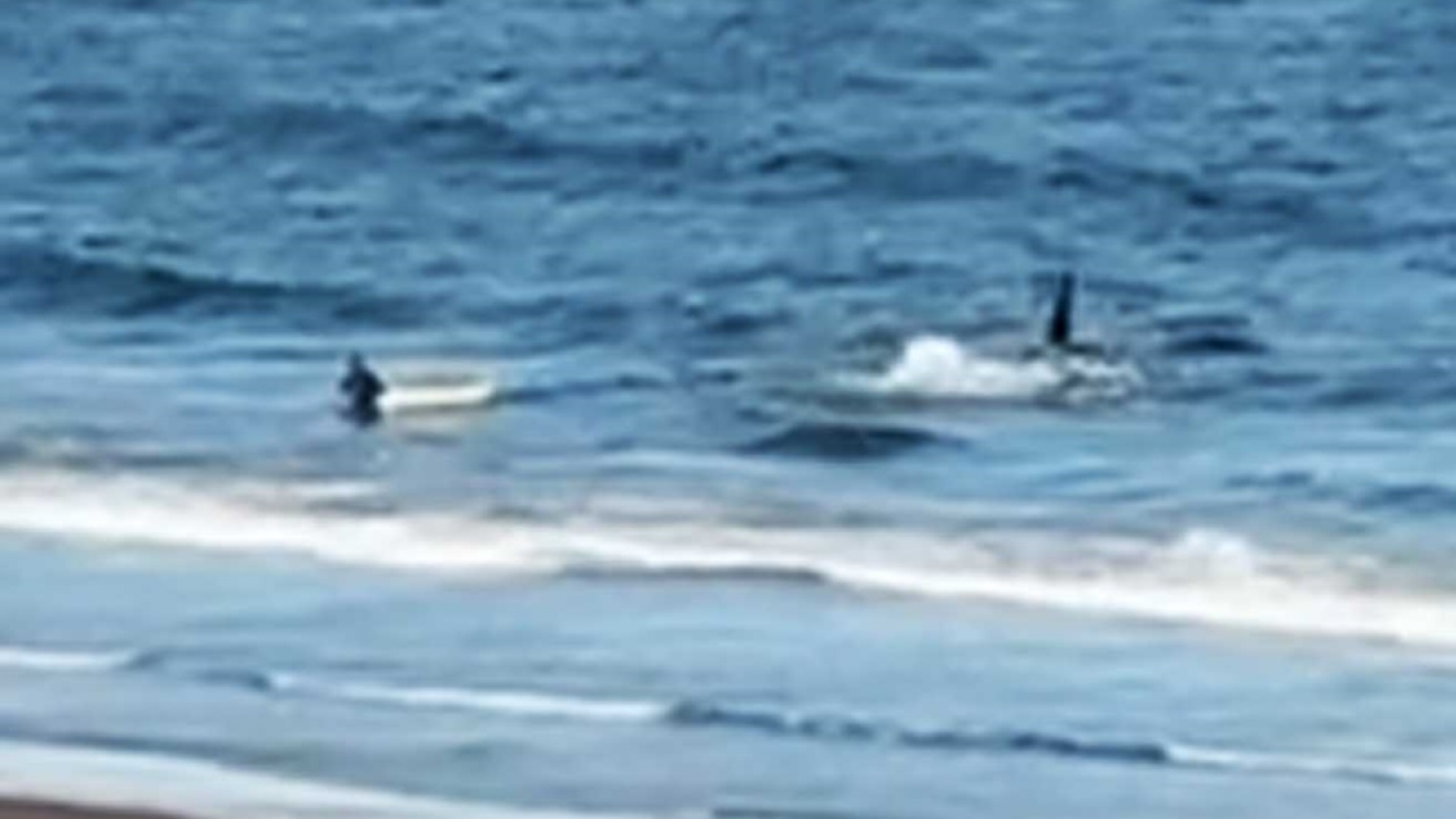 Impactante momento: una orca se abalanzó sobre un kayakista en el Golfo San Matías