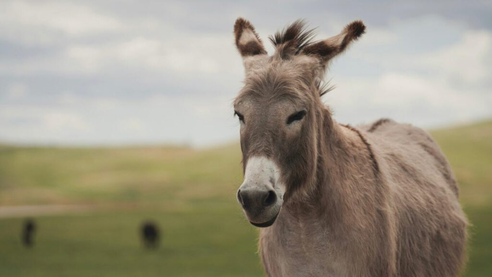 Carne de burro en Trelew: la carnicería aseguró que actuó "de forma legal y transparente"