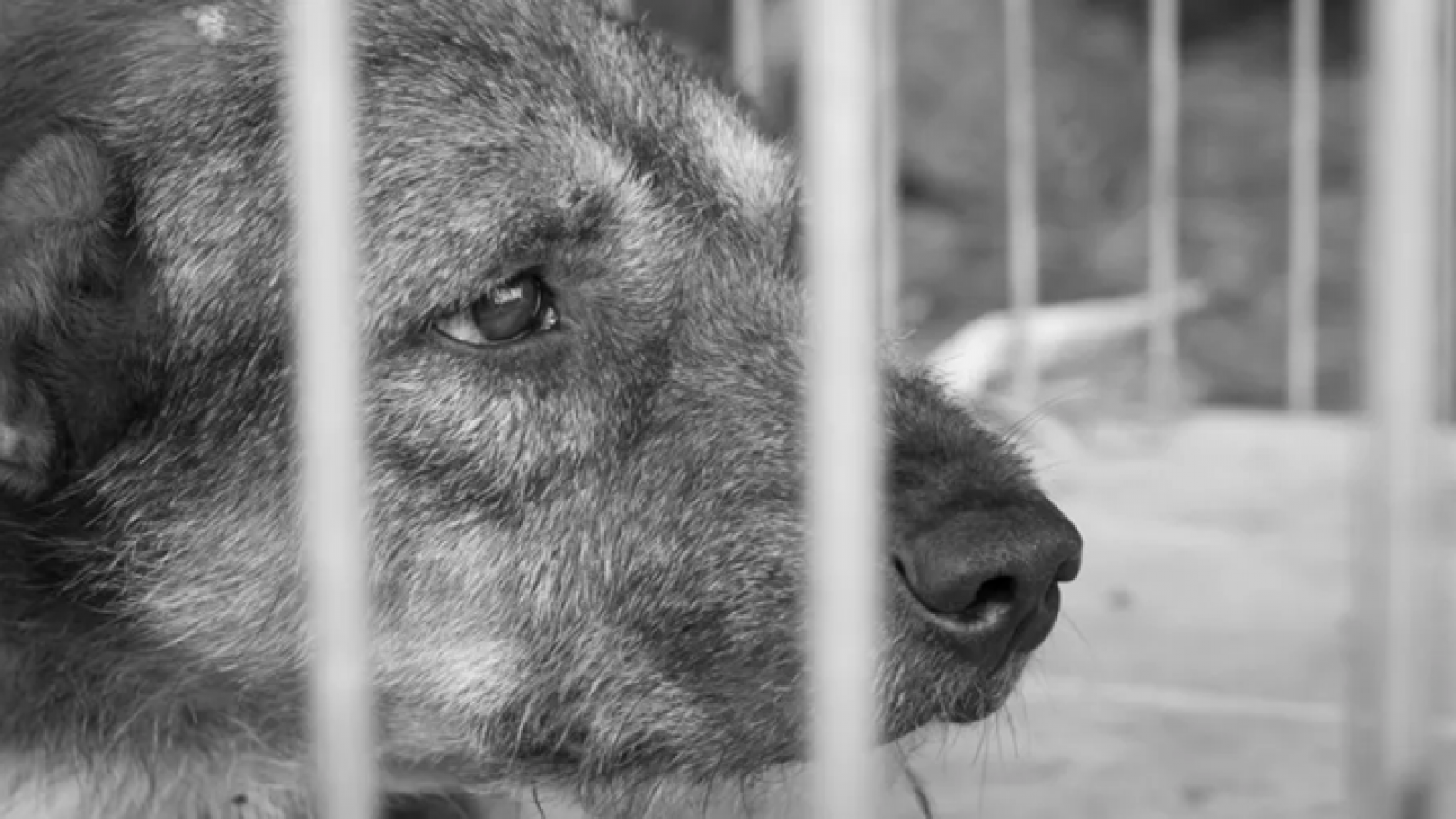 Crueldad animal en Rawson: Va a juicio oral por envenenar a tres perros con una sustancia prohibida