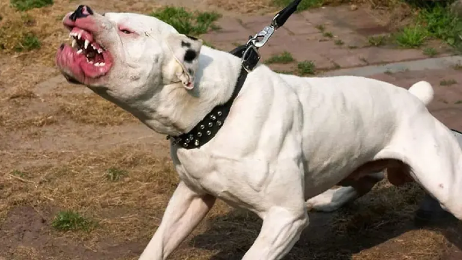 Lo mordió un pitbull en la vereda y recibirá una indemnización de $5 millones