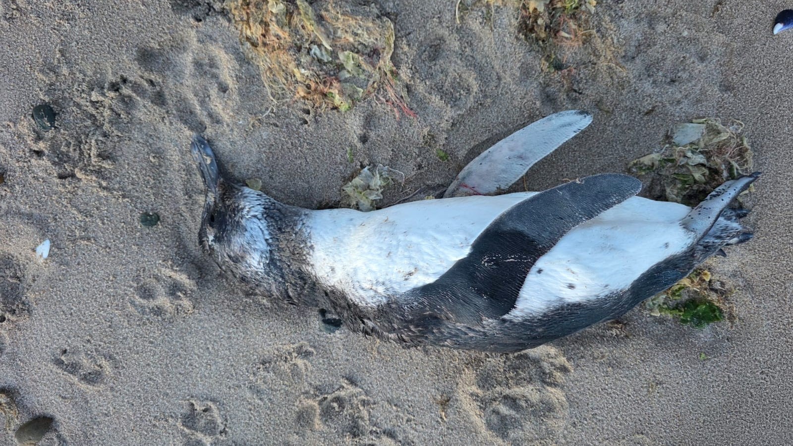 Playas locales: explican los motivos detrás de la aparición de pingüinos muertos en la costa de Madryn