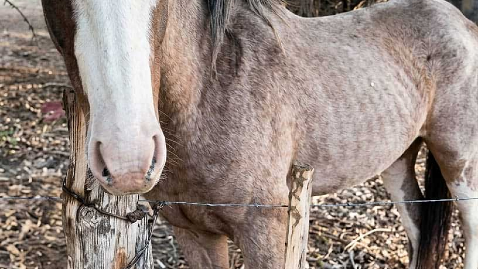 La Justicia reconoció al caballo René como un "ser sintiente y sujeto de derecho no humano"