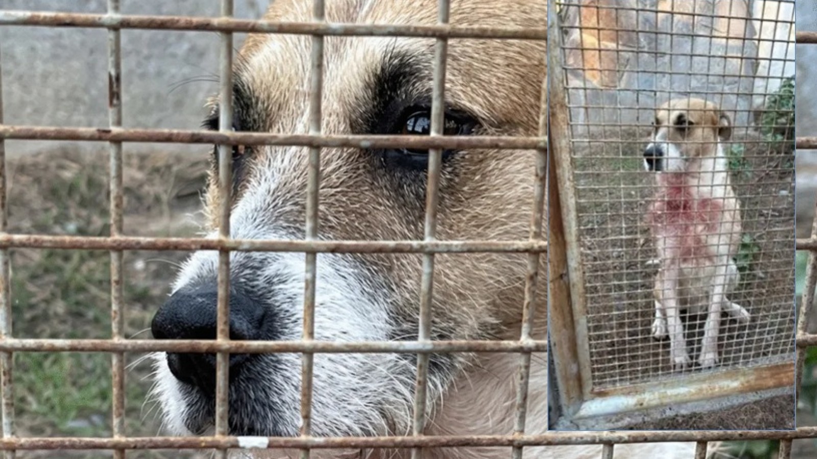 Tragedia en Playa Magagna: los padres de Alma confirmaron que el ataque fatal fue cometido por el perro mestizo