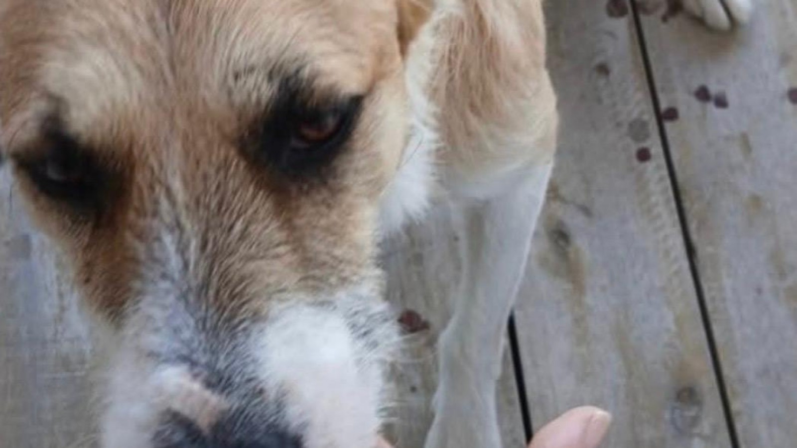 Caso Playa Magagna: la Fiscalía aclaró qué pasó con el perro y pidió no difundir información falsa