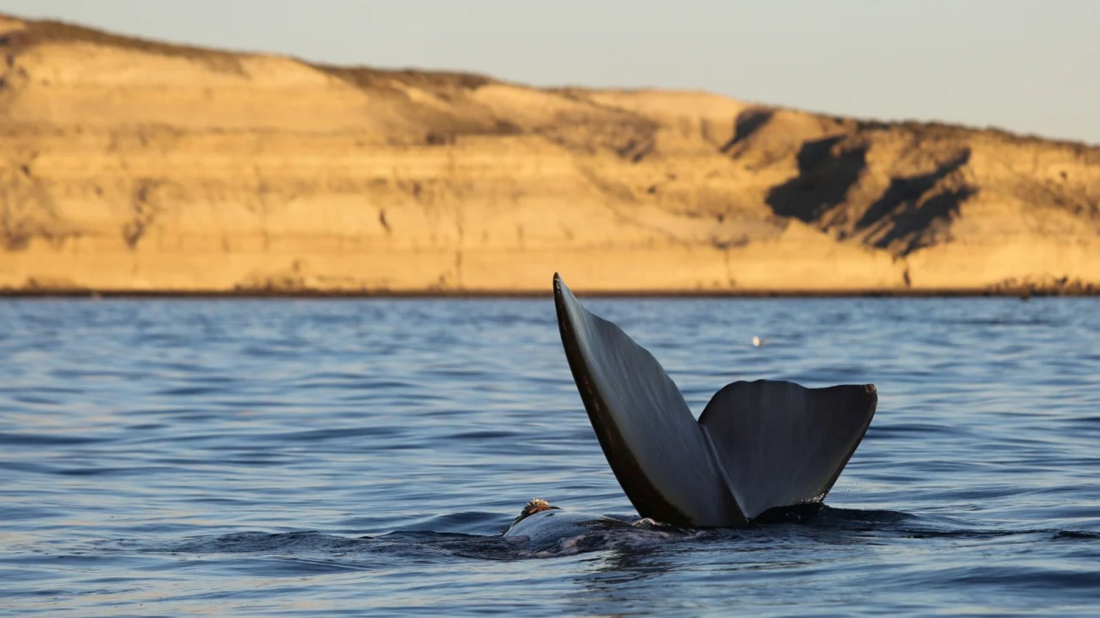 Temporada de ballenas en Chubut: restringen la navegación para proteger a la ballena franca austral en el Golfo Nuevo