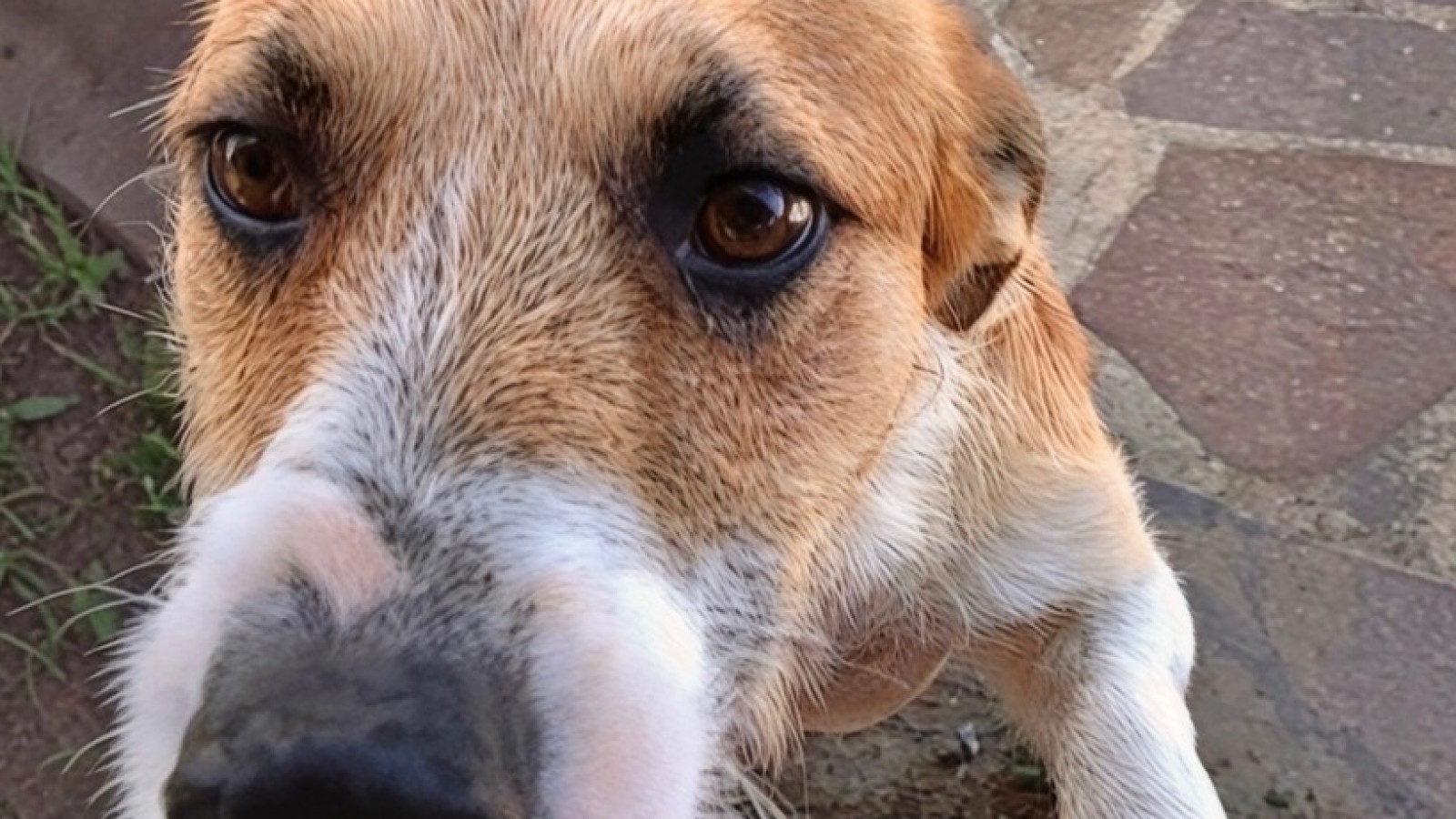 Caso Alma: la Justicia aceptó a los abogados del perro "Perejil" y la fiscalía descartó la eutanasia