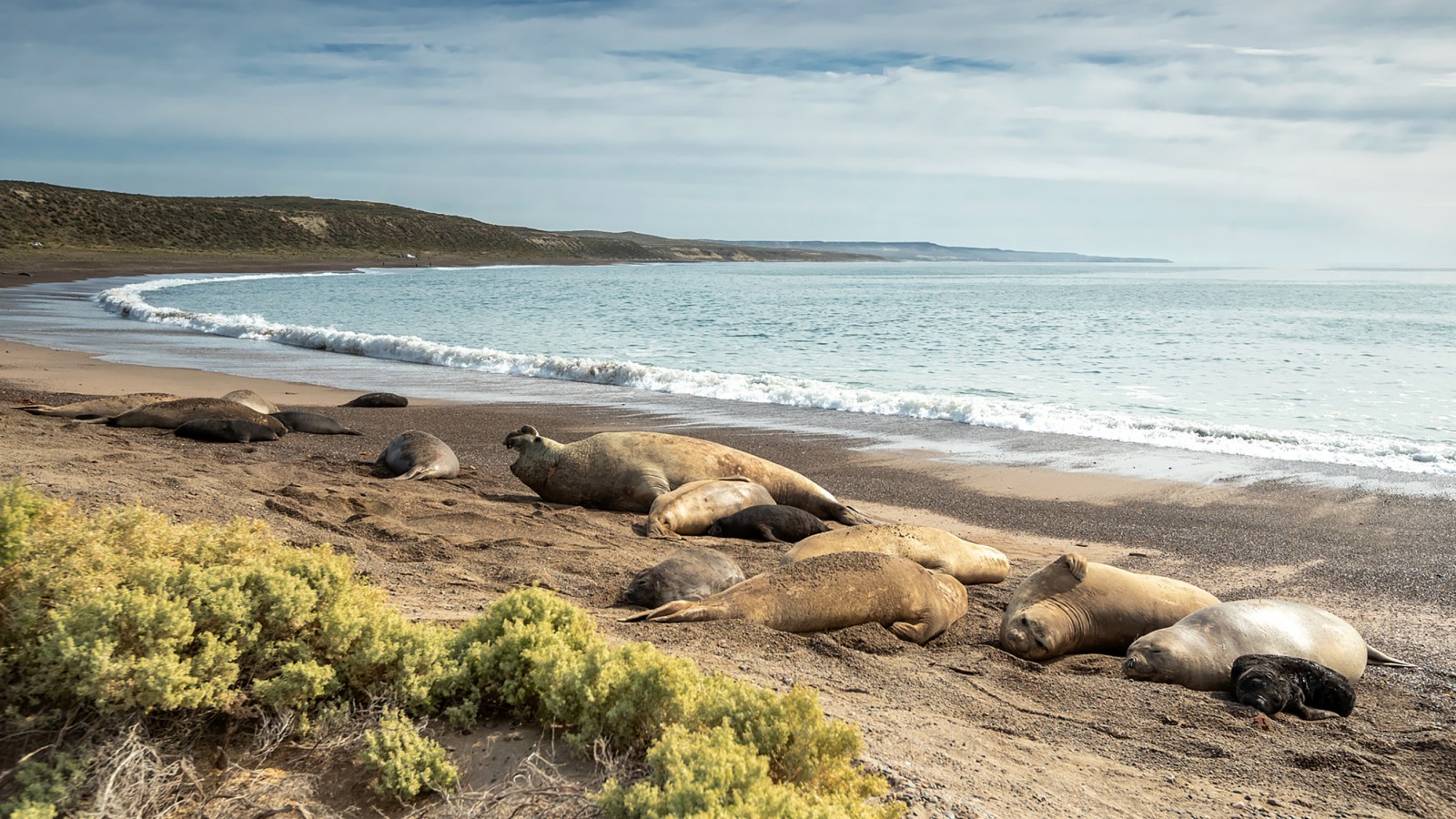 Alertan por la situación de los elefantes marinos y convocan a realizar un censo en Chubut