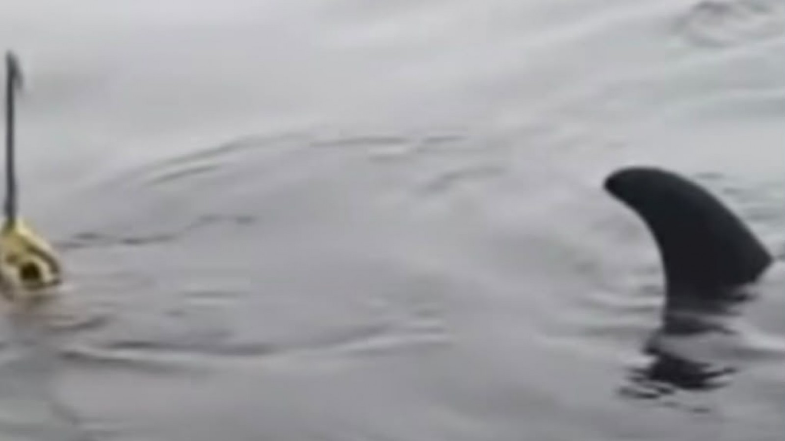 Pescadores de Coronel rescataron a una orca que tenía la cola atrapada en un lastre