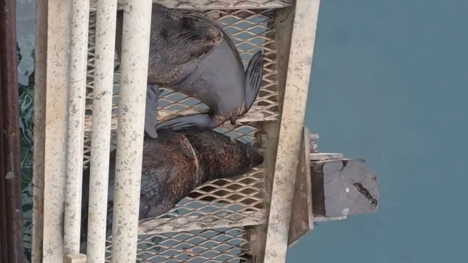 Una soga al cuello y celulares alrededor: la selfie humana frustró el rescate de un lobo marino en Madryn