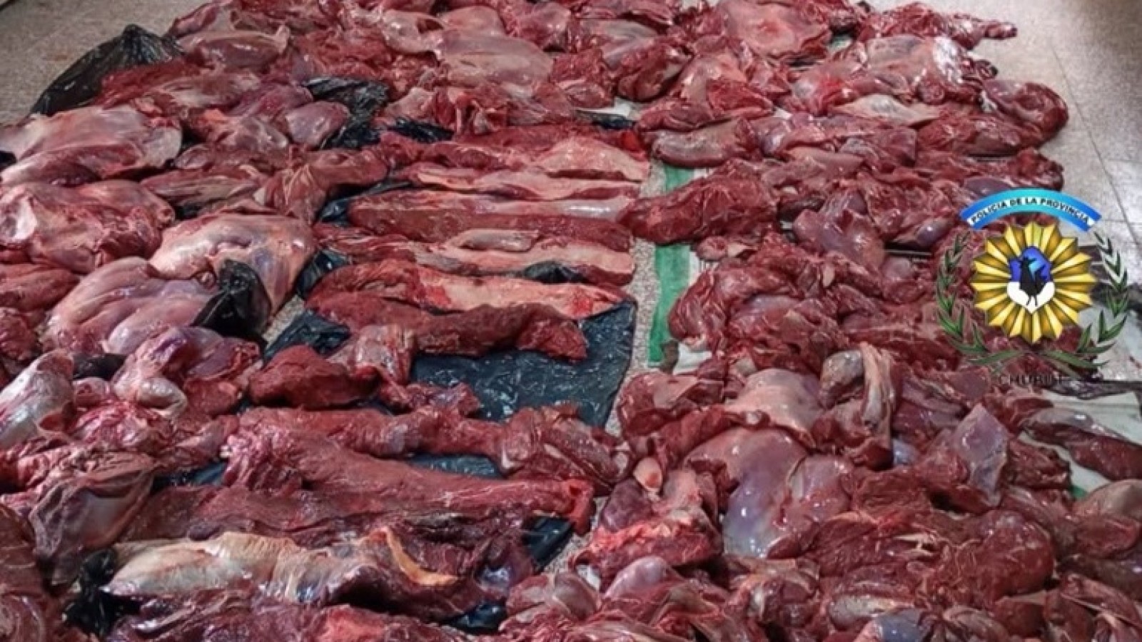 Decomisan cargamento ilegal de carne de guanaco: viajaban hacia Trelew con piezas de 24 animales en la caja de una camioneta
