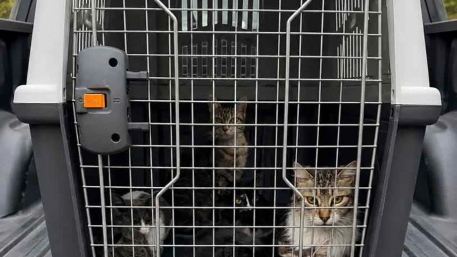 Retiraron 15 gatos más de la vivienda donde ya habían rescatado a más de 50 felinos