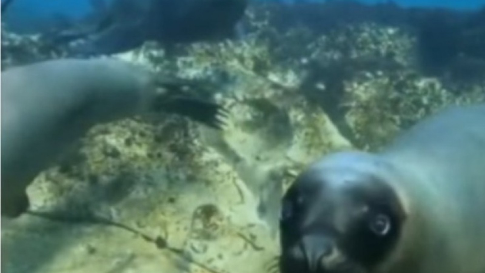 Comenzó el regreso de los lobos marinos a Punta Loma: ya se observan los primeros ejemplares