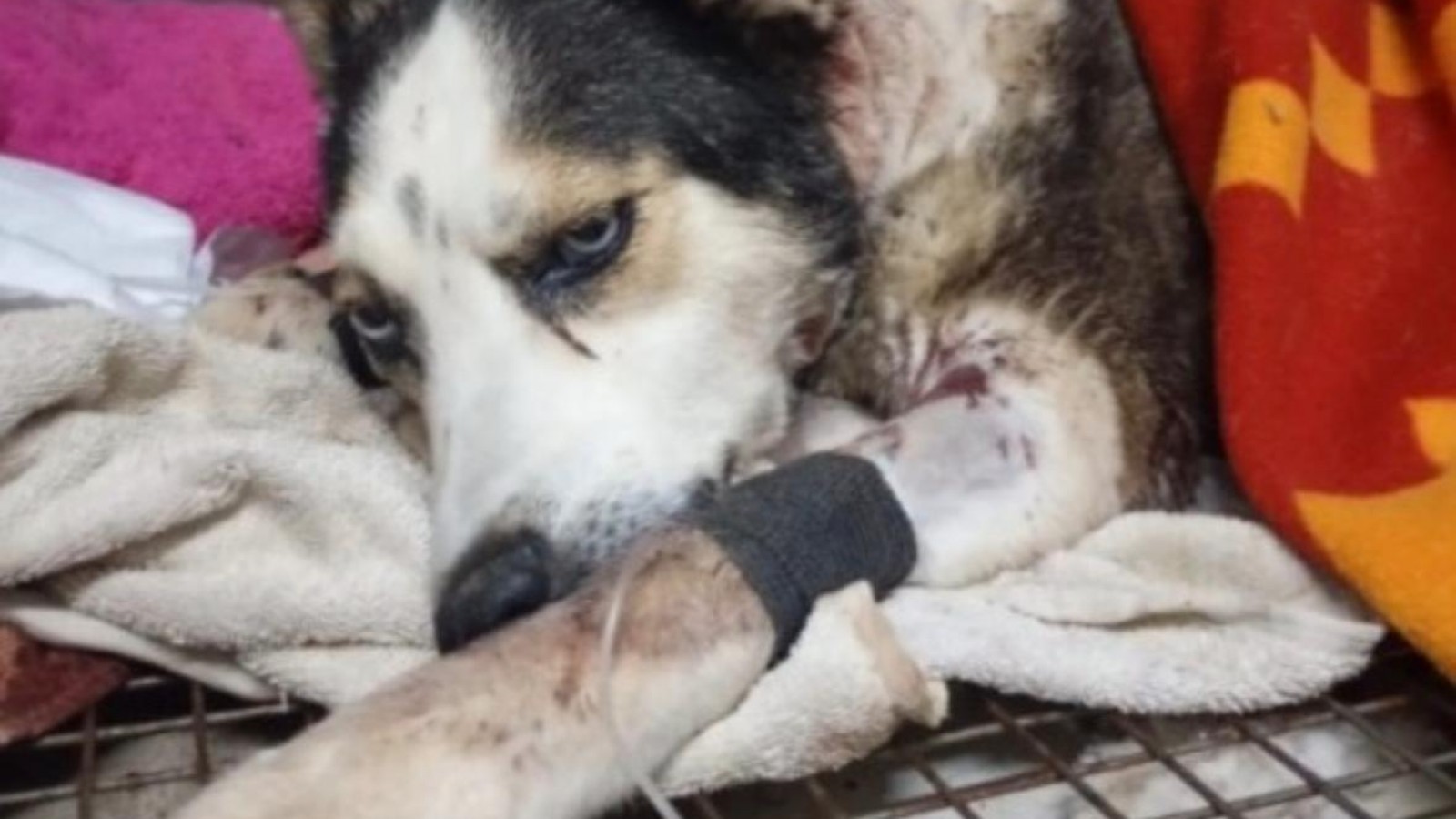 Triste final en Trelew: murió la perrita atacada por otros perros en el barrio Santa Catalina