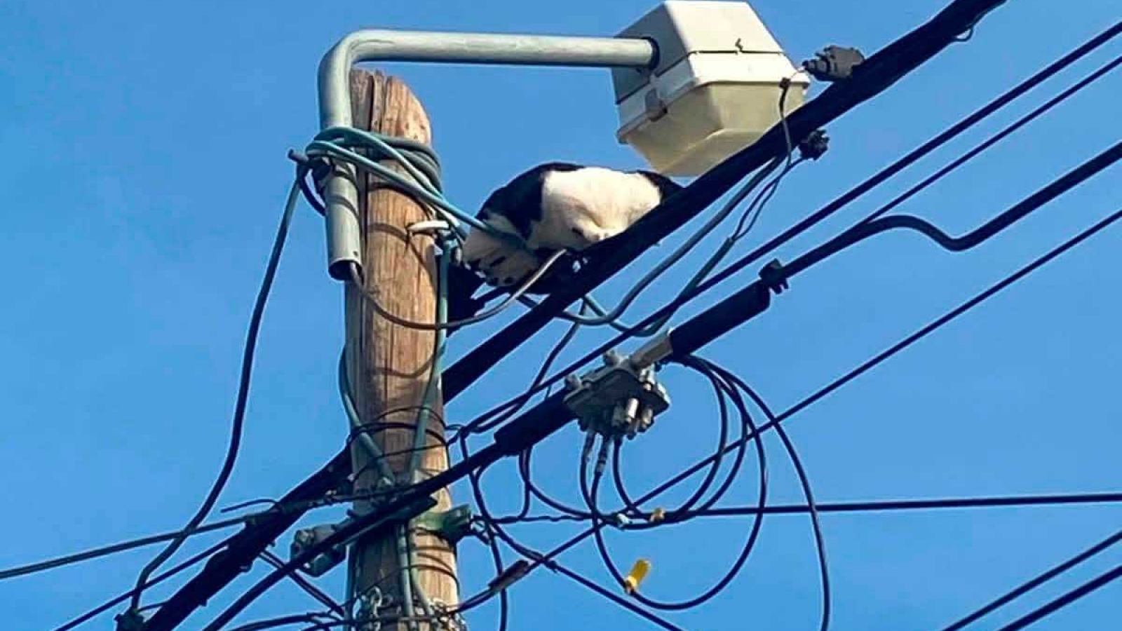 Final feliz: un gatito fue rescatado de la cima de un poste eléctrico en Rawson