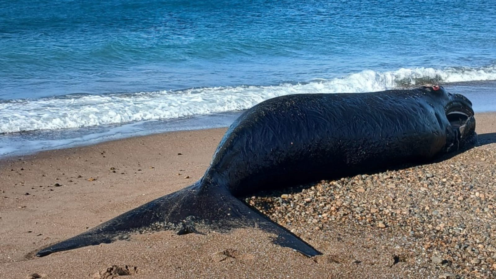 Hallaron sin vida una cría de ballena franca austral en El Doradillo