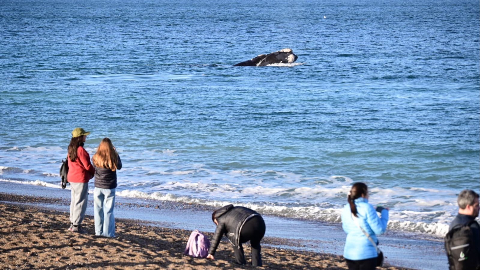 Puerto Madryn invita a vecinos a dos salidas gratuitas para ver ballenas en El Doradillo