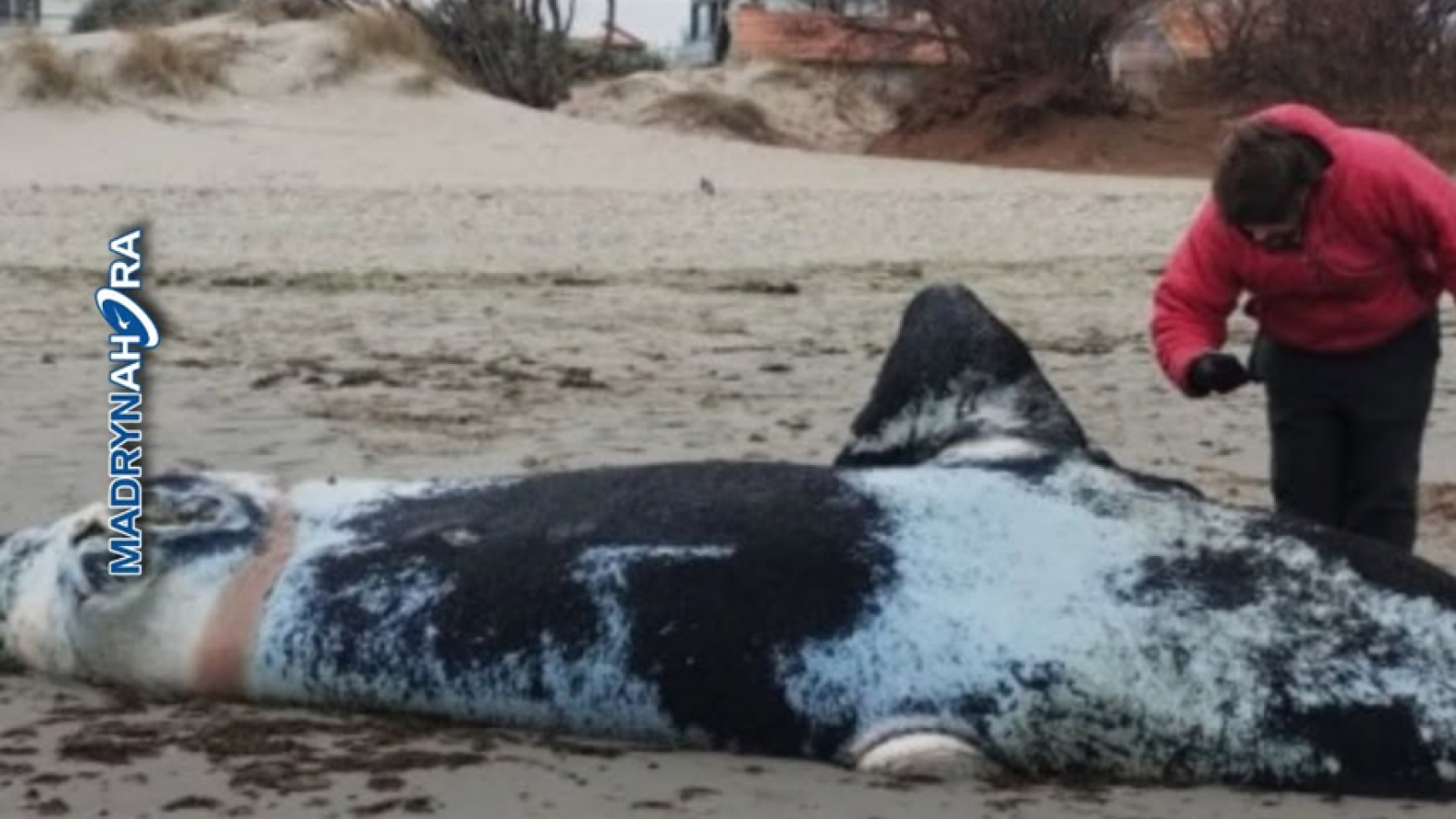 Hallaron tres ballenas muertas en distintos sectores de la costa de Puerto Madryn