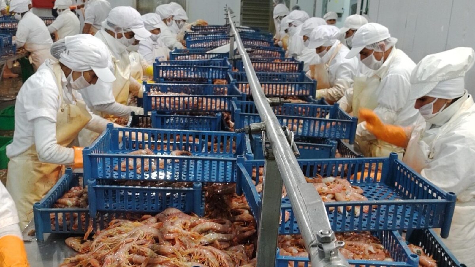 Quince empresas llevarán el langostino patagónico a París para buscar nuevos mercados