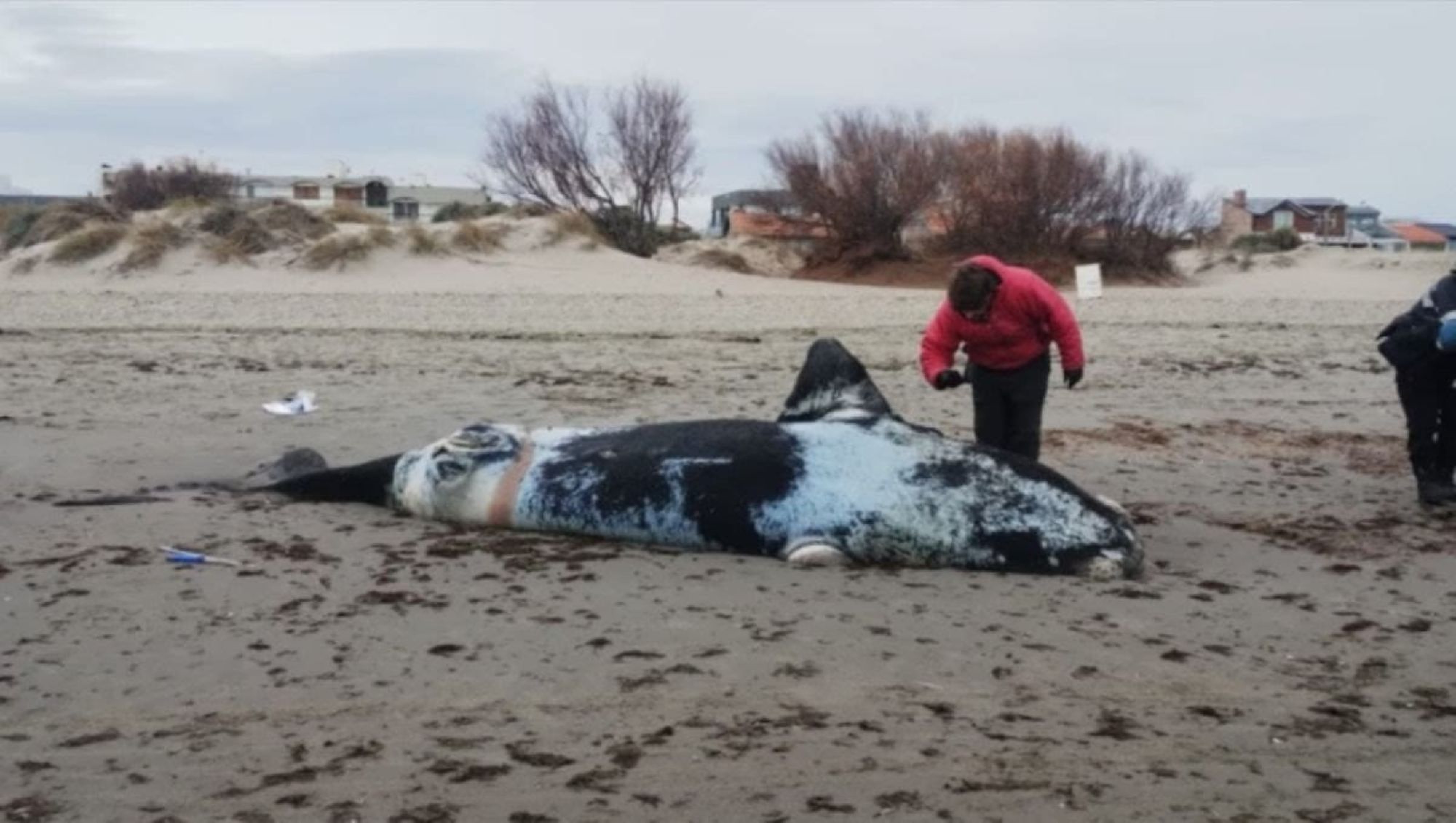 Encontraron tres ballenas muertas en Puerto Madryn y analizan las causas