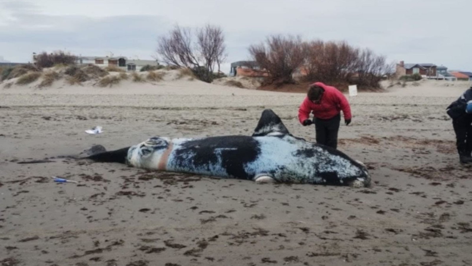 Encontraron tres ballenas muertas en Puerto Madryn y analizan las causas