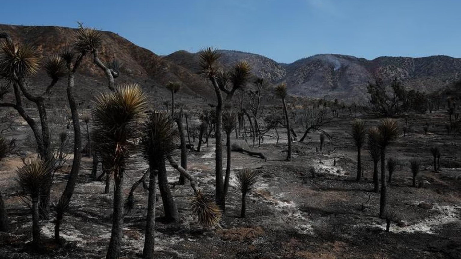 Alarma en Estados Unidos: un incendio forestal dejó heridos y 42.000 evacuados