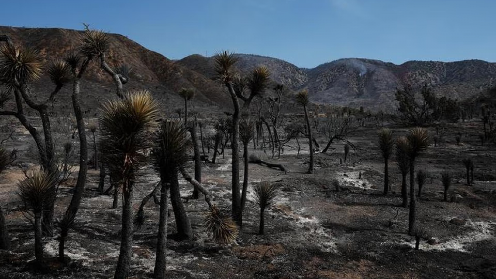 Alarma en Estados Unidos: un incendio forestal dejó heridos y 42.000 evacuados