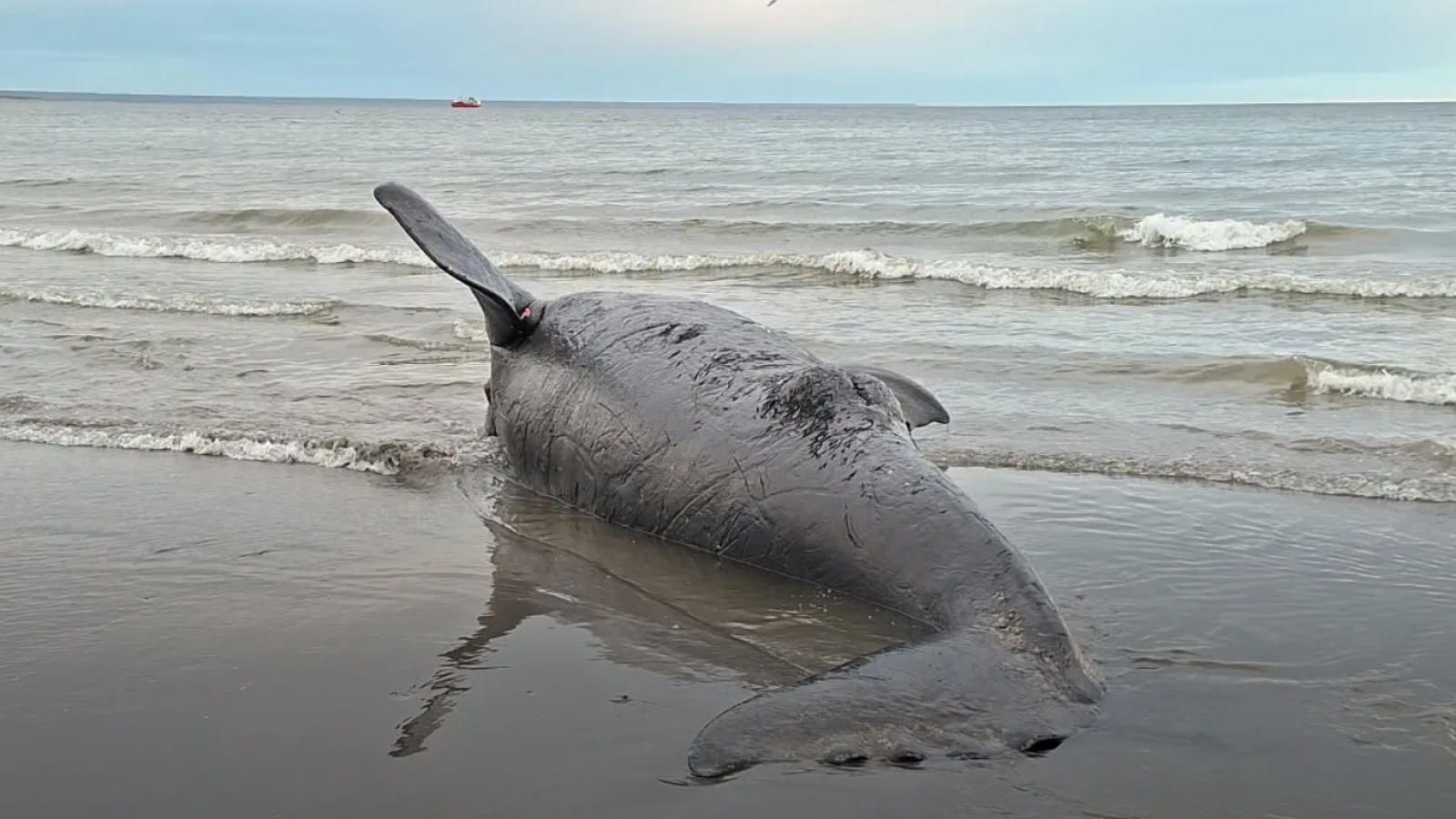 Encontraron dos crías de ballena muertas en distintos sectores de la costa de Madryn