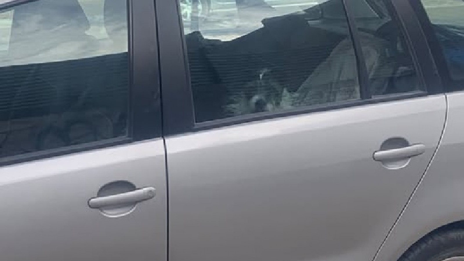 Puerto Madryn: denuncian a conductor que dejó a su perro encerrado en un auto sin ventilación