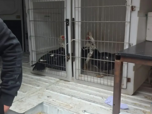 Allanaron un bazar en Quilmes y encontraron aves, gallinas y gansos