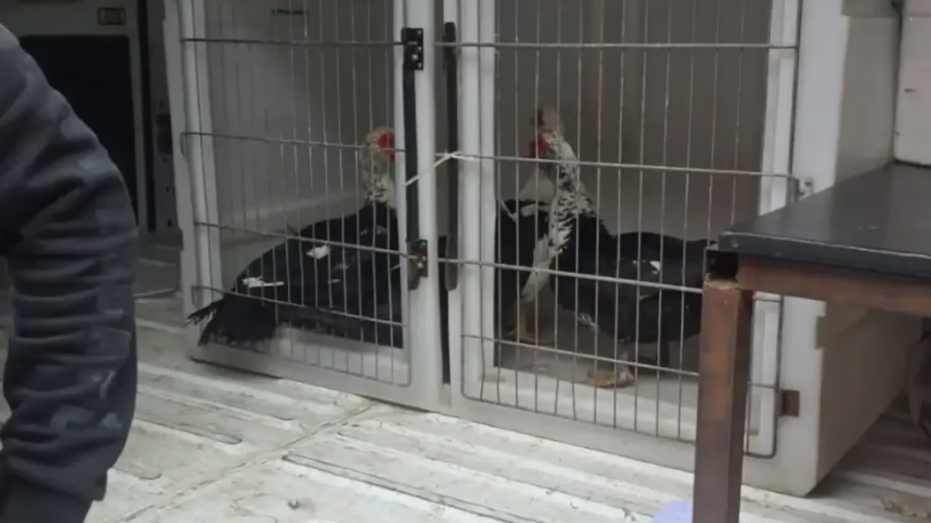 Allanaron un bazar en Quilmes y encontraron aves, gallinas y gansos