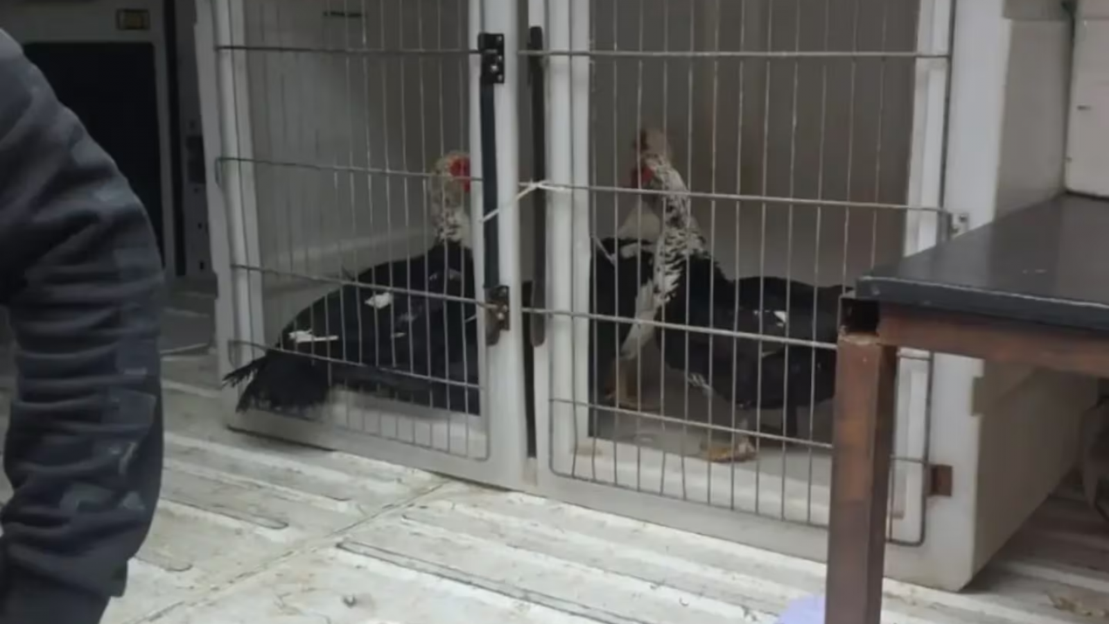 Allanaron un bazar en Quilmes y encontraron aves, gallinas y gansos