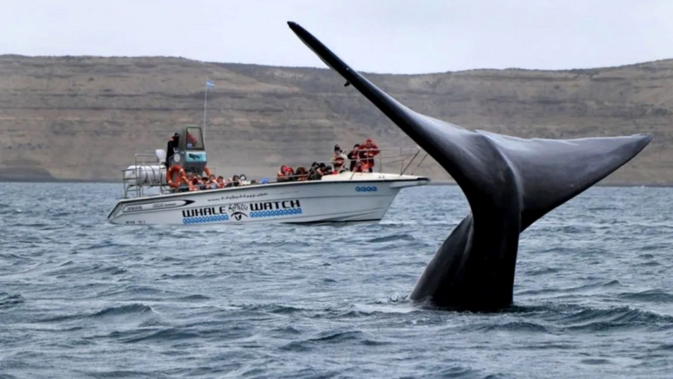 Censo de ballenas 2026 en Chubut: registraron 1.375 ejemplares y 409 eran crías