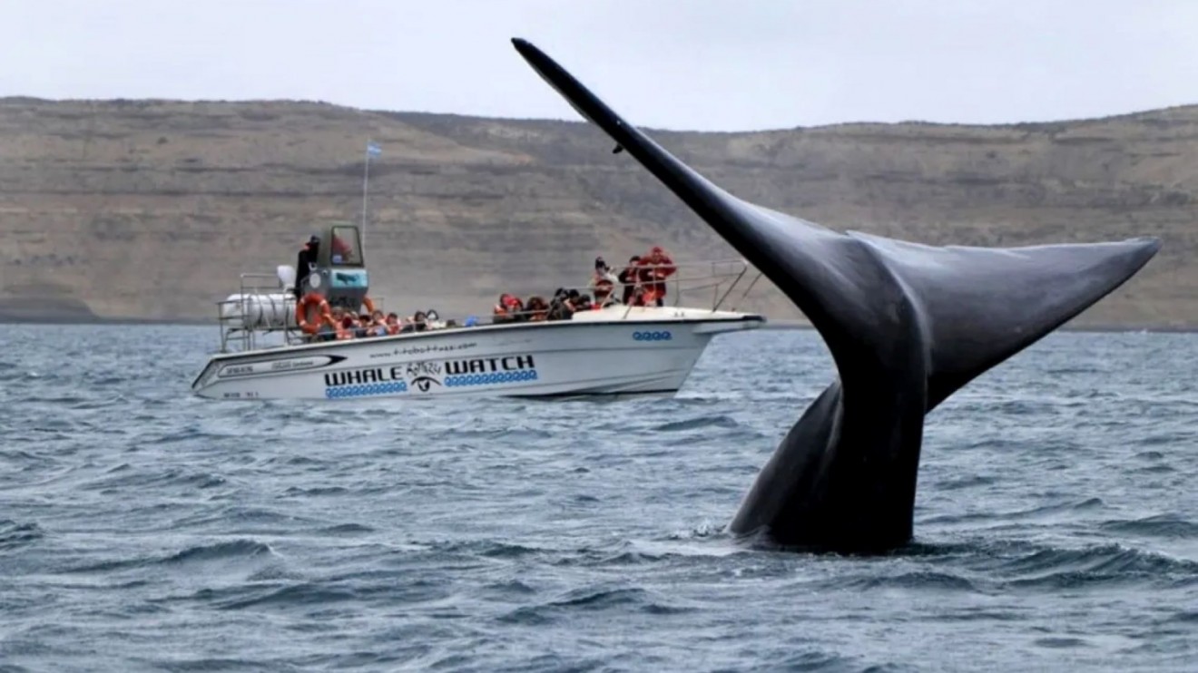 Censo de ballenas 2026 en Chubut: registraron 1.375 ejemplares y 409 eran crías