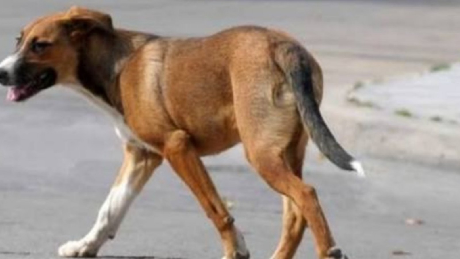 Rawson: capturan perros sueltos y sus dueños tienen 48 horas para reclamarlos