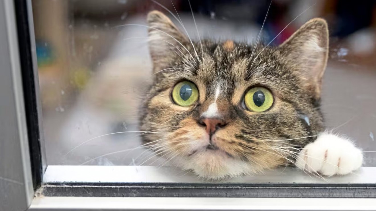 CONTINUAMOS PROMOVIENDO EL CUIDADO RESPONSABLE DE ANIMALES CON CAMPAÑAS GRATUITAS PARA PERROS Y GATOS