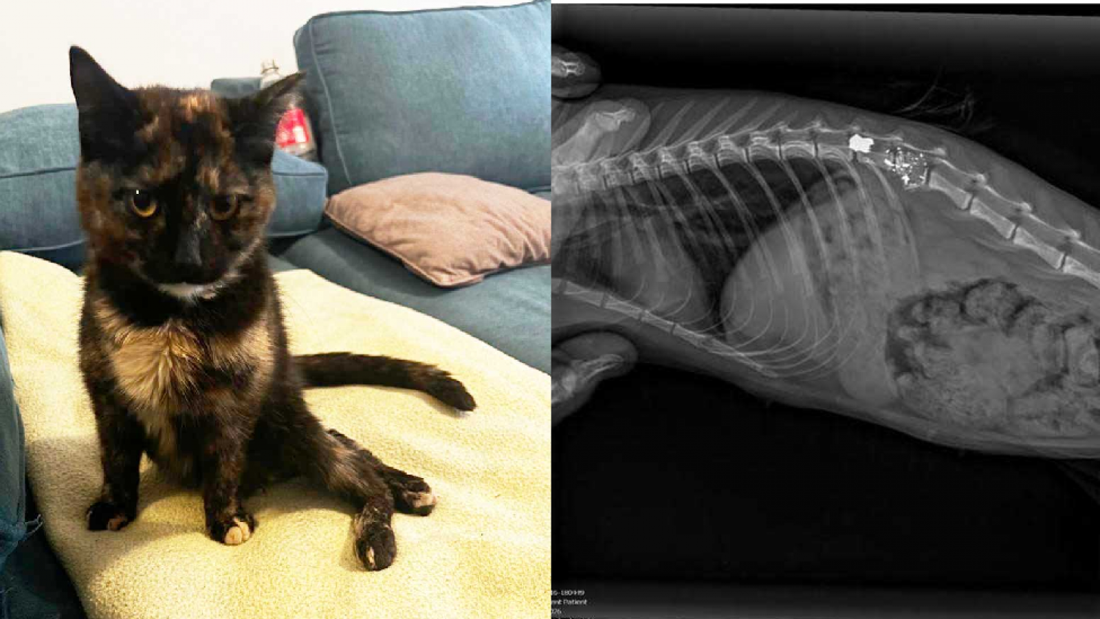 Trelew: un tirador con aire comprimido hirió de gravedad a una gatita y la dejó inválida