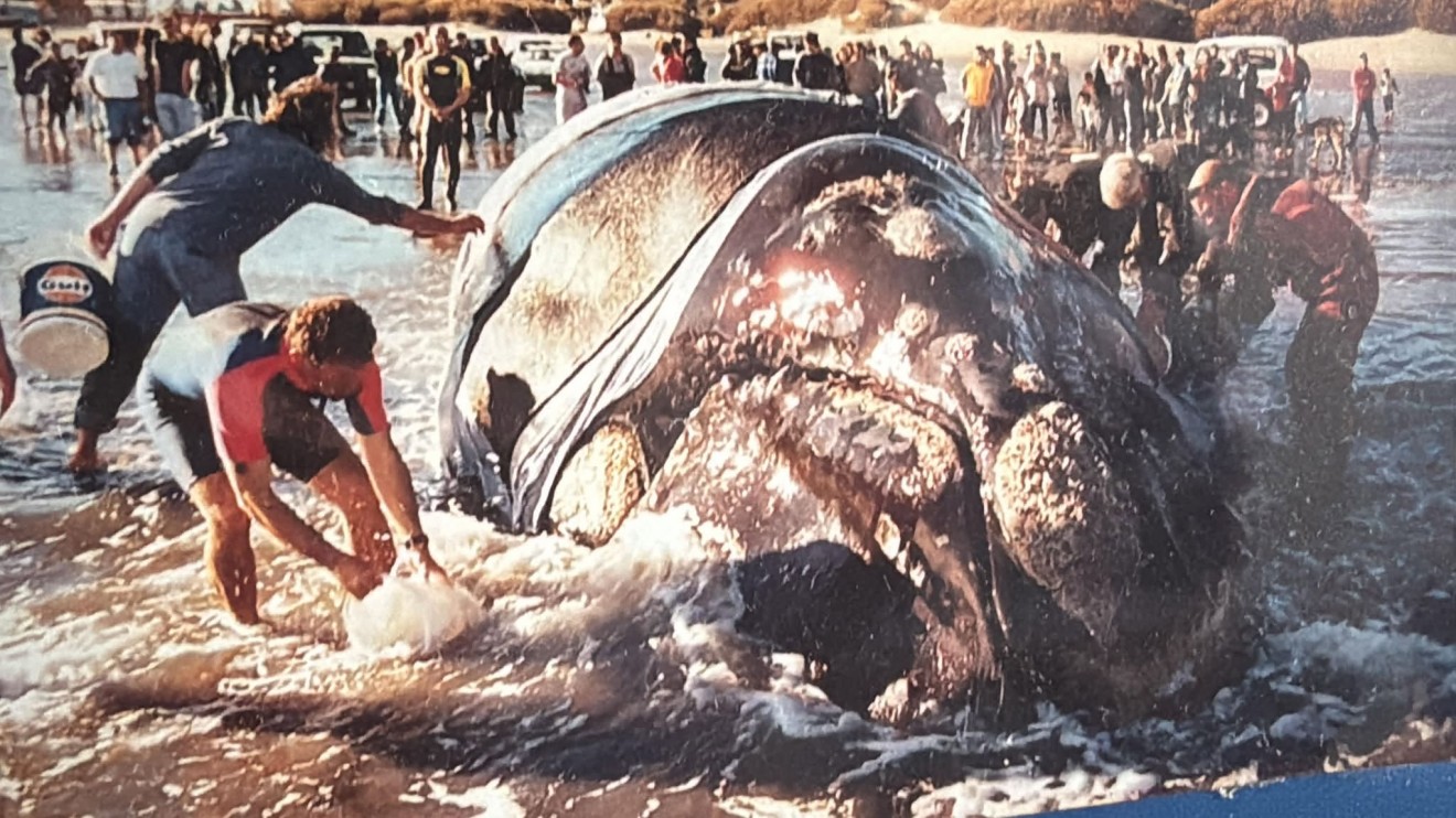 "Esa ballena tenía que vivir": a 24 años del día en que Puerto Pirámides hizo historia