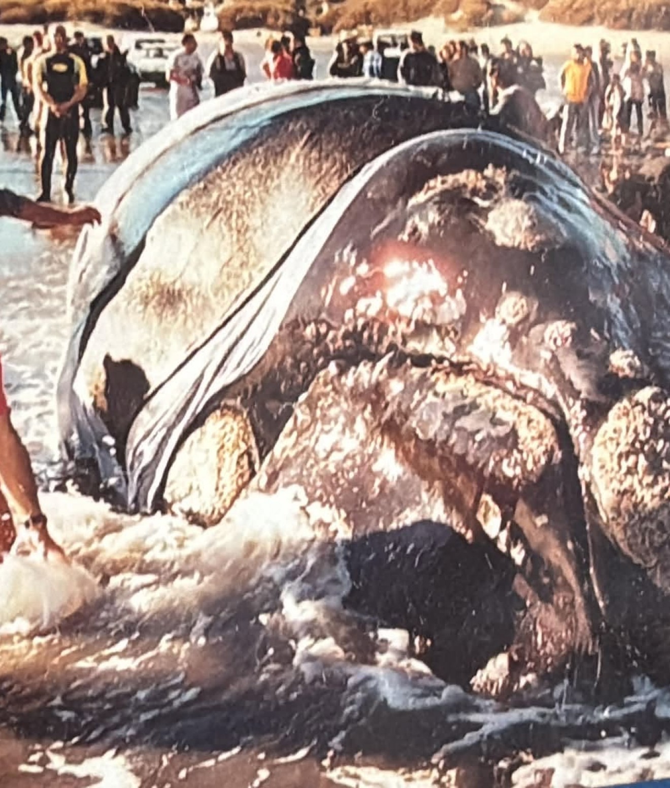 "Esa ballena tenía que vivir": a 24 años del día en que Puerto Pirámides hizo historia