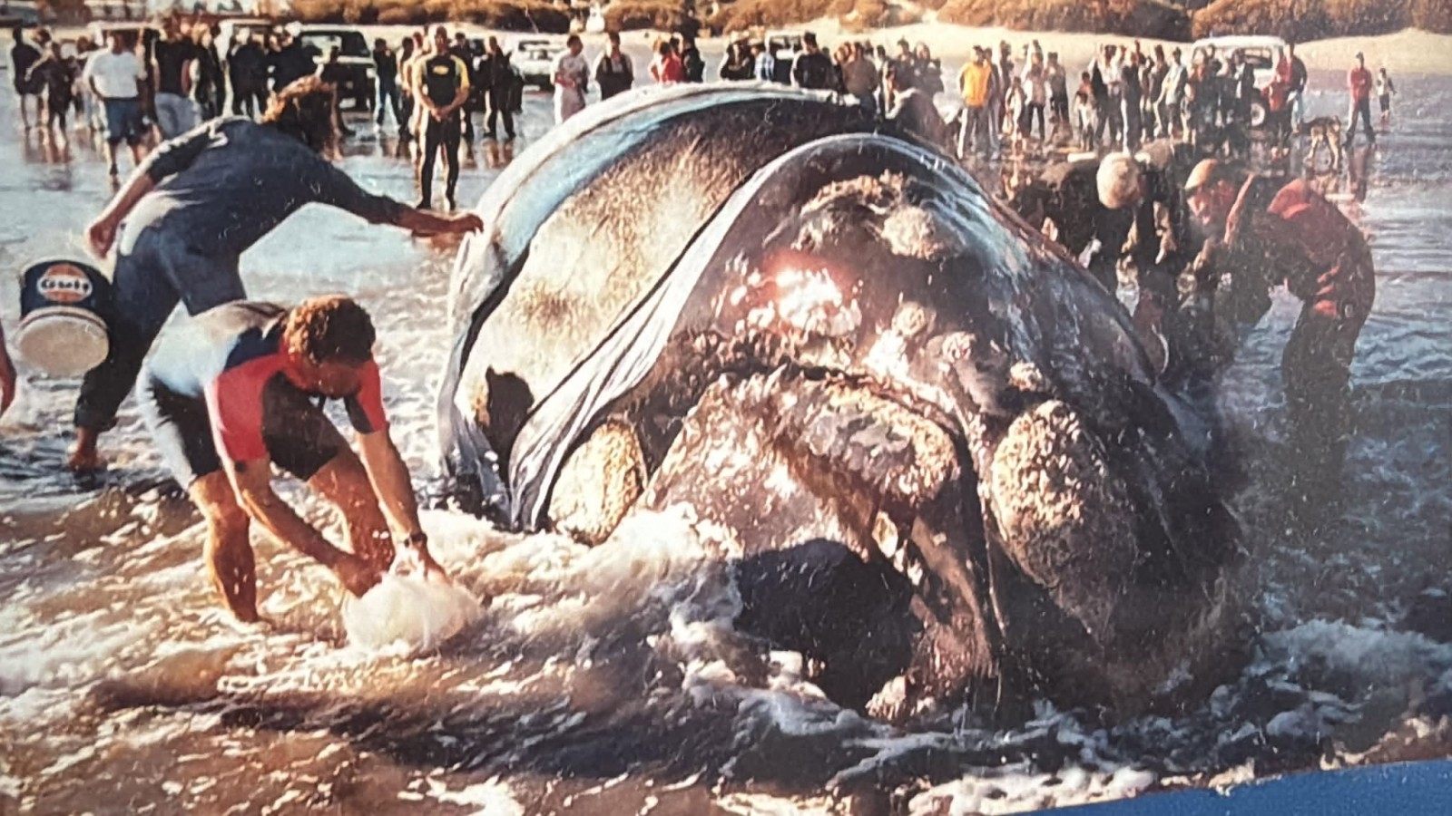 "Esa ballena tenía que vivir": a 24 años del día en que Puerto Pirámides hizo historia