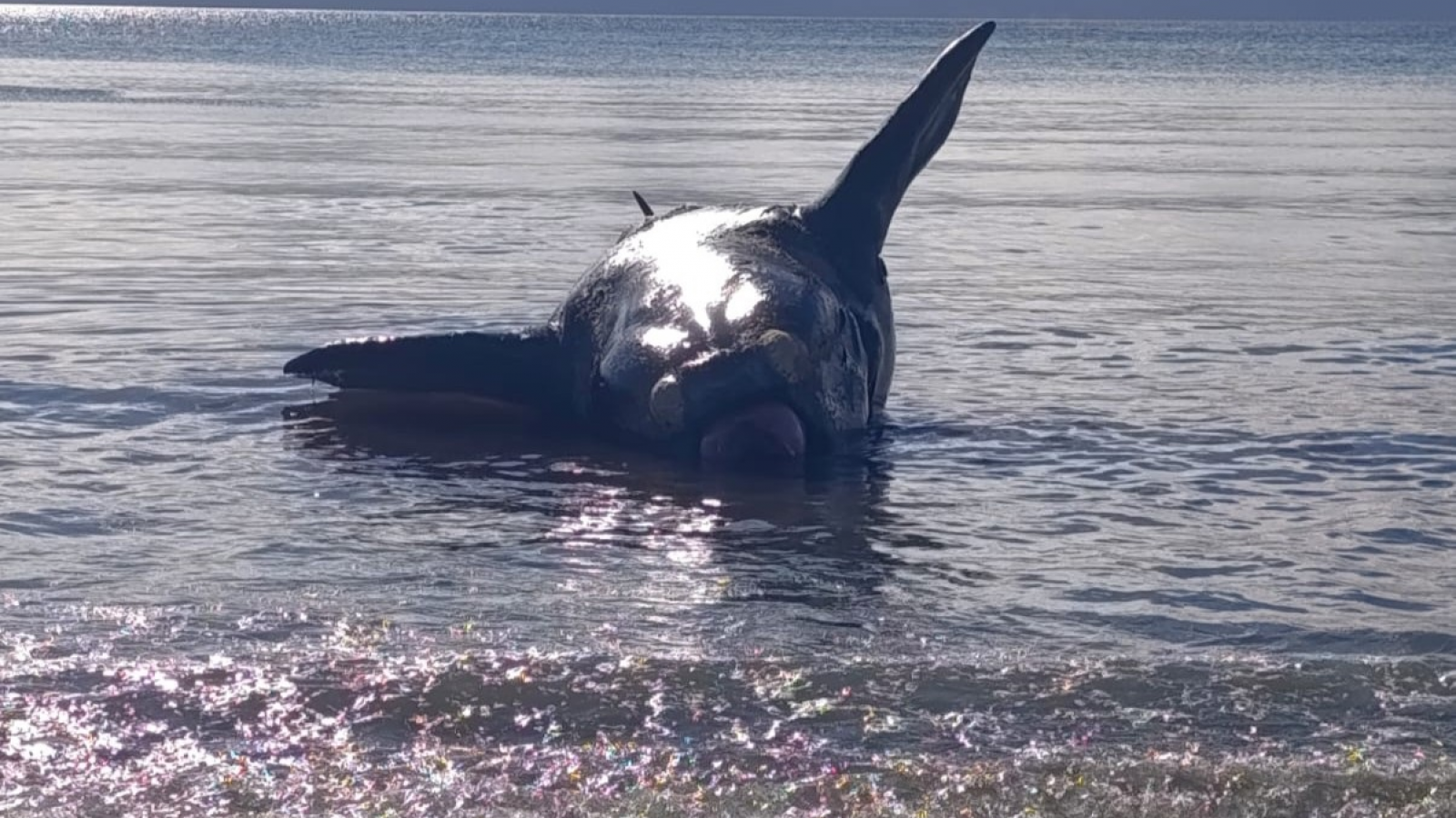 Otro ballenato apareció muerto en la costa de Puerto Madryn