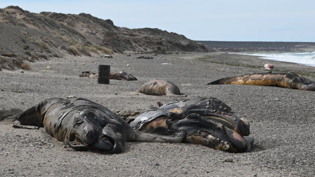 Puerto Madryn: una bacteria podría explicar la muerte de ballenatos en las costas