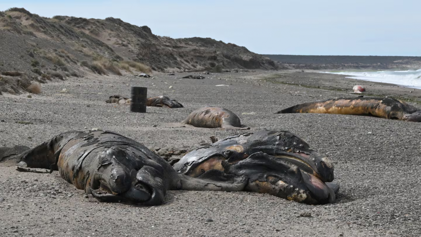 Puerto Madryn: una bacteria podría explicar la muerte de ballenatos en las costas