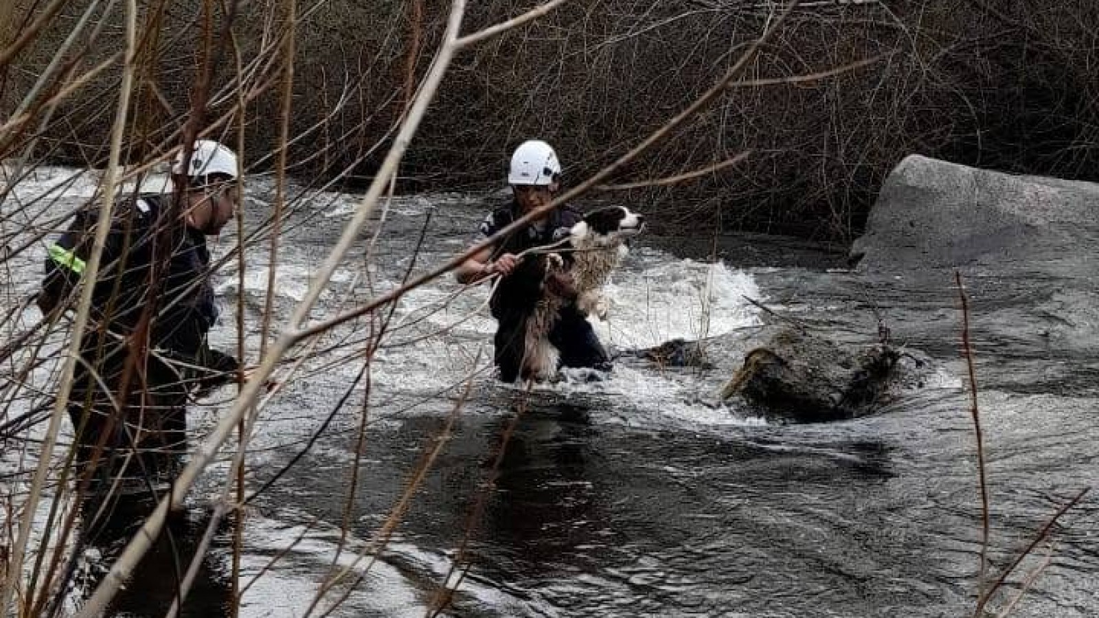 Bomberos salvaron a un perro que quedó atrapado en medio de la crecida de un arroyo