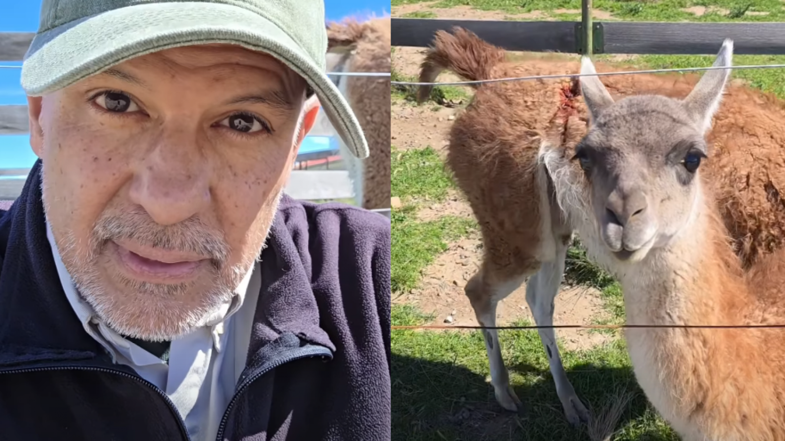 Disparos en REFAUNAR: fuerte descargo de Víctor Fratto y preocupación por un guanaco desaparecido