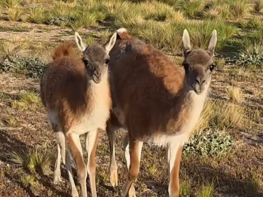 Investigan disparos contra guanacos en un centro de rescate de fauna de Puerto Madryn