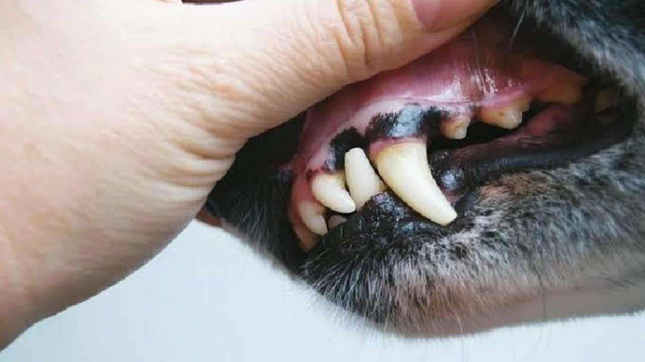 Madryn: una familia perdió tres perros y una veterinaria logró salvar al cuarto
